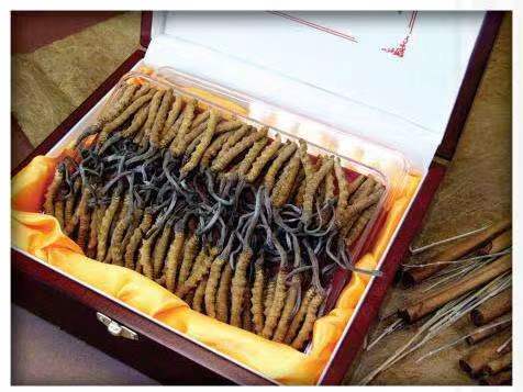 甘孜冬虫夏草回收